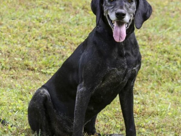 Senior Shelter Dog Adopted After Stealing Hotel Guest’s Heart