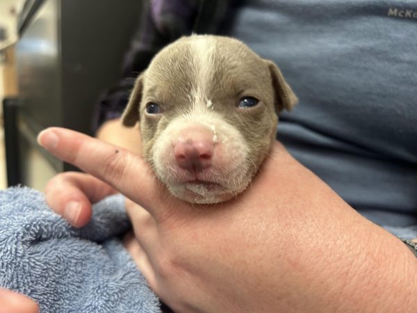 Tiny Puppy Rescued After Being Found Discarded In The Trash