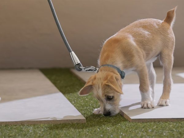 Mastering Dog Housebreaking: A Comprehensive Guide