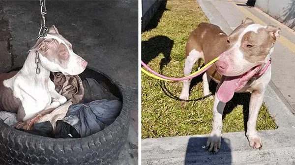 Dog Kept On Such A Short Chain She Could Never Rest Her Head Is Finally Rescued And The After Pics Will Bring You Joy