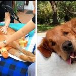 Dog Too Sick To Sit Is Given A Final Ride Around Town, Makes A Miraculous Recovery