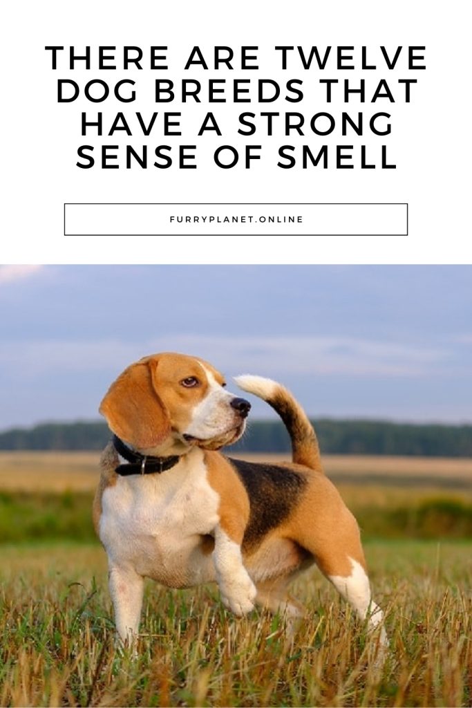 There are twelve dog breeds that have a strong sense of smell