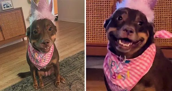 Grateful Pup Can’t Stop Smiling At Her Surprise Birthday Party