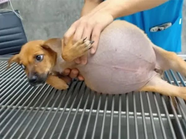 Helpless Puppy Found With Her Belly Bulging As It Will About To Explode, What Happens Next Will Amaze You