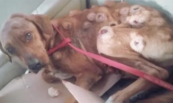 Stray Dog With Tumors On The Verge Of Death, Then Animal Lover Proves That Angels Exist