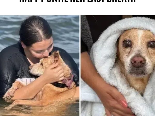 They Take A Terminally ill Dog To The Sea Before She Dies, She Was Happy Until Her Last Breath