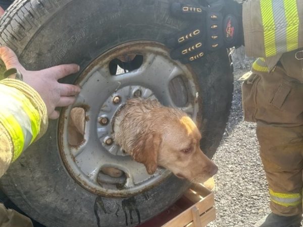 New Jersey Firefighters Pull Off Crazy Tire Rescue for Trapped Dog!