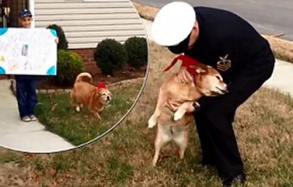 The Heart-rending Story Of Kermie The Cancer-stricken Dog Who Defied Medical Odds And Lived Long Enough To See Her Sailor Owner One Last Time