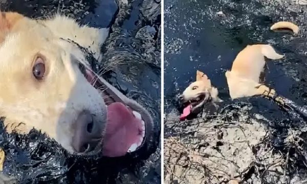 The Dog Found Trapped In Toxic Molten Rubber Could Not Move Or Ask For Help