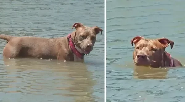 Dog Who Fell Off Shrimp Boat Found Alive Days Later After Swimming Six Miles To Shore