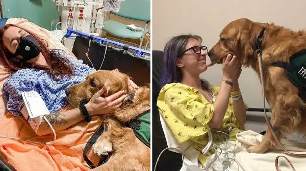 A Dog’s Enduring Devotion Helped A Human Family Overcome Illness As They Banded Together To Care For Their Beloved Pet.