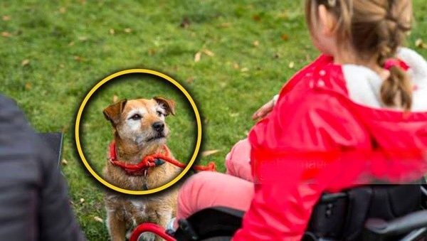 He doesn’t understand why this dog always go out with the disabled until he follows him & cry