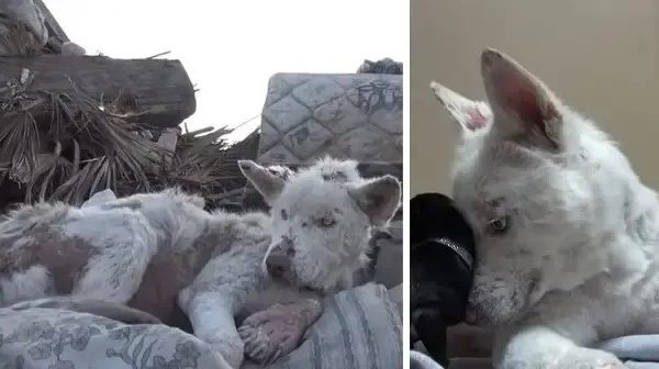 Homeless Husky Collapses After Living In Garbage Dump Outside City For Years