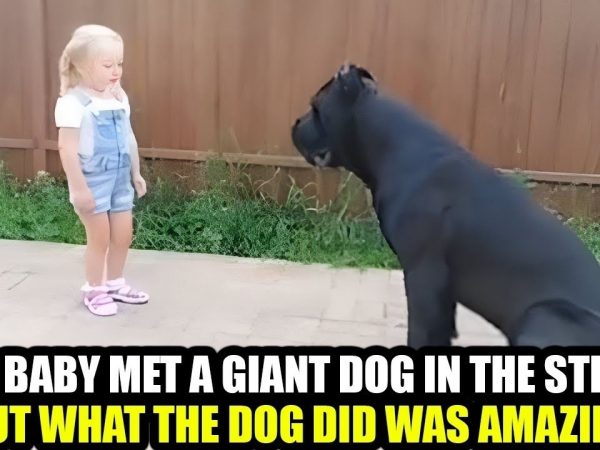 The baby met a giant dog in the neighbors house but what he did was amazing