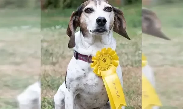 Family Can’t Stop Laughing After Missing Dog Returns Home With Ribbon She Won From A Dog Show