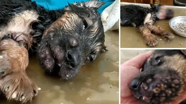 Heartbreaking! The Dog Was Attacked By Thousands Of Parasites In The Mouth, Unable To Eat Or Drink For Many Days