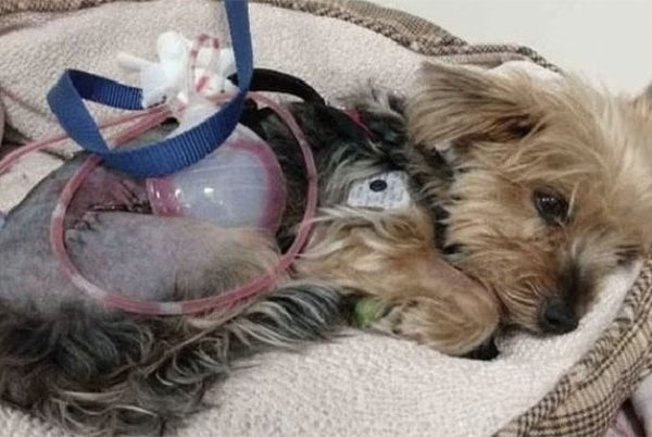 Did the Hero Yorkie fend off an attacking coyote to save her 10-year-old owner?