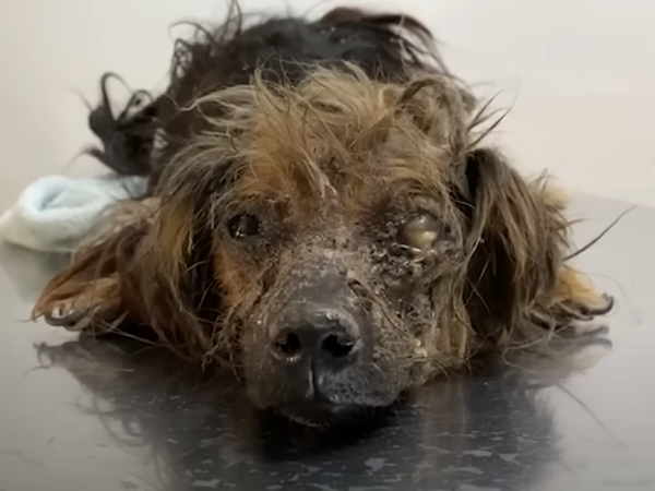 The Poor Dog Cried As Death Was Approaching.. Was There A Miracle That Would Come To Him?