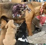 Homeless Mother Dog With Lots Of Dog Ticks On Her Body While Breastfeeding