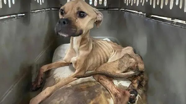 She Was Neglected For A Long Time Without Food So She Only Skins And Bones And Unable To Stand