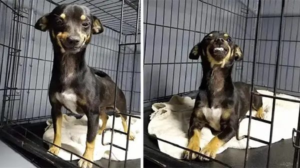 Rescue Dog Surprises Staffers With The Cutest Smile In The World