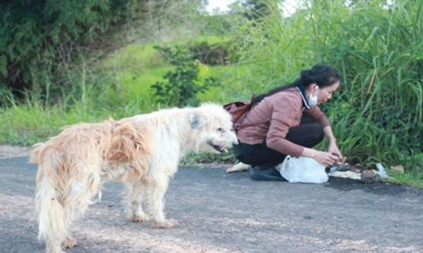 Abandoned by his owner at a gas station on the road, the dog waited patiently for 4 years