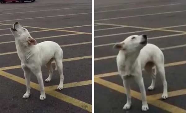 Dog Left Alone in Parking Lot Howls for Days Hoping for Her Family’s Return