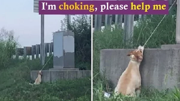 Man Saves Dog Hanging Near Highway Overpass By Electrical Cord