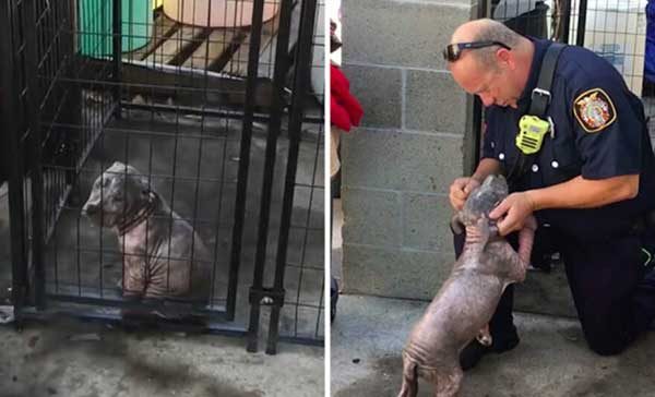 Firefighter Rescues Sad Pitbull Puppy and Adopts Her, Bringing Joy Back Into Her Life