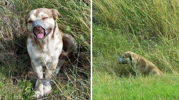 the-dog-struggling-in-ditch-left-to-d.ie-with-a-taped-mouth-and-legs,-can’t-stop-wiggling-his-tail-after-being-rescued-by-plumbers