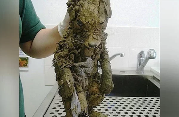 a-vet-thought-they-had-found-a-muddy-puppy,-but-removing-the-mud-revealed-a-surprising-surprise