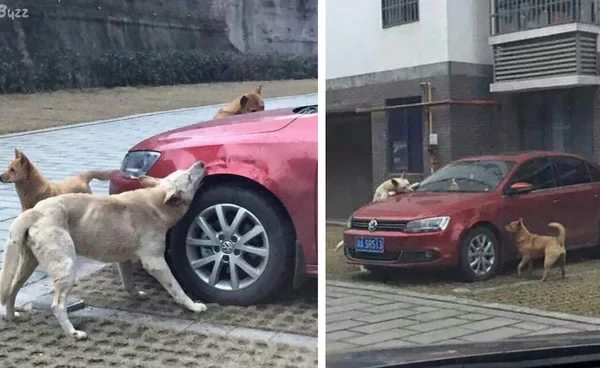 stray-dog-kicked-by-driver-returns-with-dog-friends-to-damage-his-car