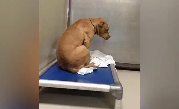 the-most-heartbroken-dog-gets-saved-from-a-shelter-at-last