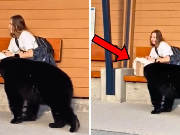 bear-approaches-woman-at-bus-stop,-when-she-realizes-why,-she-decides-to-follow-him