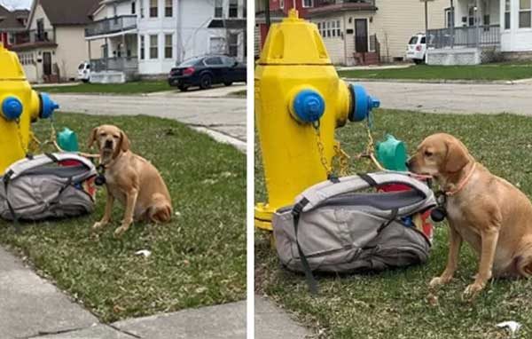 dog-chained-to-fire-hydrant-after-previous-owners-could-no-longer-take-care-of-her