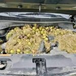 squirrel-sourced-car-trouble:-vehicle-owners-urged-to-check-under-the-hood-after-unusual-find