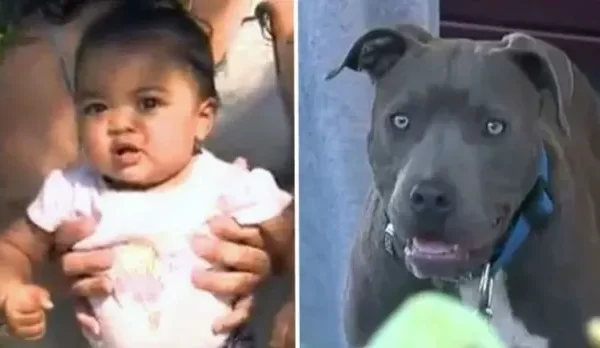 pit-bull-grabs-baby-and-drags-her-outside,-mom-in-disbelief-as-she-looks-out