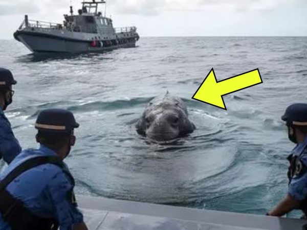 navy-meets-giant-creature-at-sea-–-what-happened-next-surprised-the-whole-world