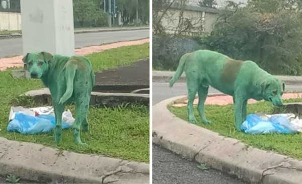 a-poor-and-heartbroken-dog-was-discovered-weeping-after-cruel-vandals-doused-him-in-green-paint