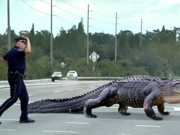 giant-alligator-crosses-busy-intersection-–-police-officer-then-makes-an-insanely-dumb-move