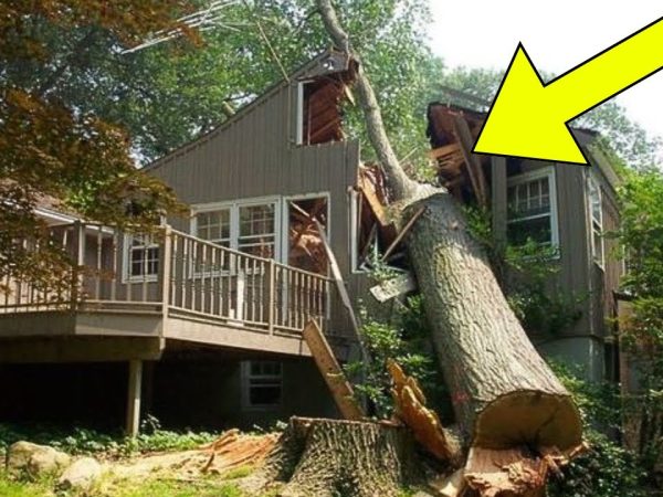 rude-neighbor-cuts-down-man’s-tree,-has-to-pay-him-$1.2-million