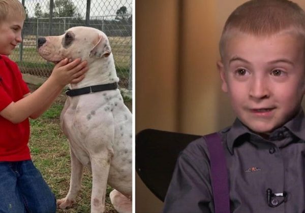 a-7-year-old-boy-rescues-over-1,300-dogs-from-high-kill-shelters-and-receives-an-aspca-award