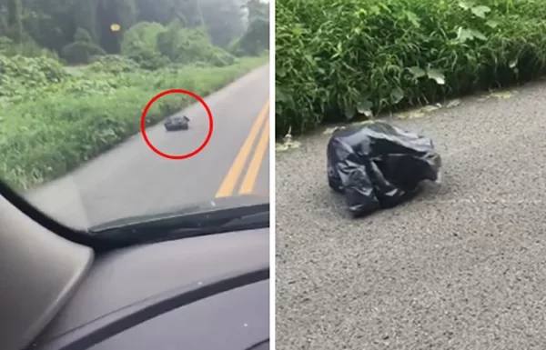 kind-hearted-woman-rescues-garbage-bag-from-danger-on-the-road