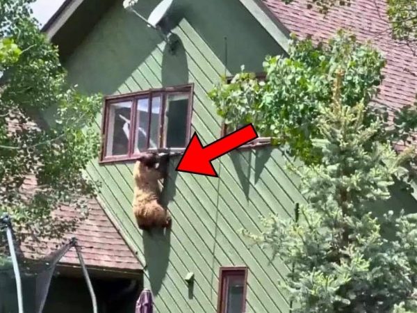 woman-discovers-bear-climbing-into-neighbor’s-house,-not-knowing-it-was-her-fault