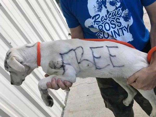 puppy-was-recently-abandoned-in-a-park-with-a-heartbreaking-message-written-on-her-body