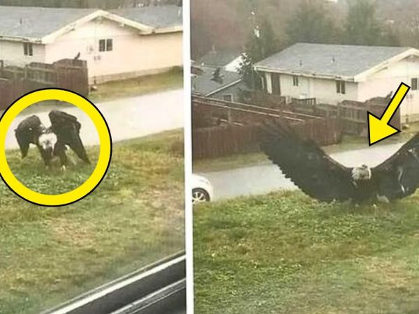 massive-eagle-lands-in-man’s-front-yard.-he-calls-911-after-realizing-why-it’s-there