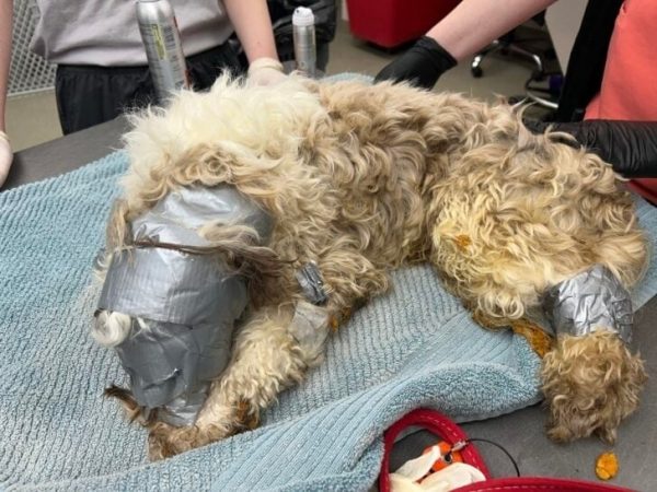 from-dumpster-to-home:-the-heartwarming-rescue-of-leo,-the-duct-taped-puppy