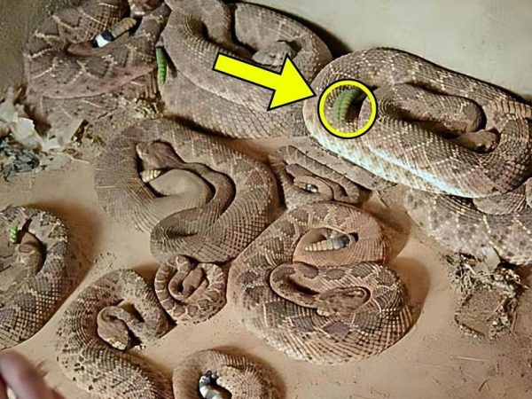 man-finds-room-full-of-snakes-–-he-calls-police-when-he-realizes-they-are-protecting-something