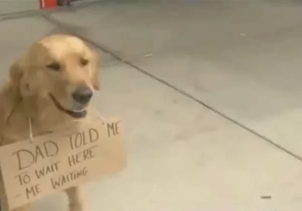 golden-retriever-with-sign-around-his-neck-waits-for-owner-outside-target