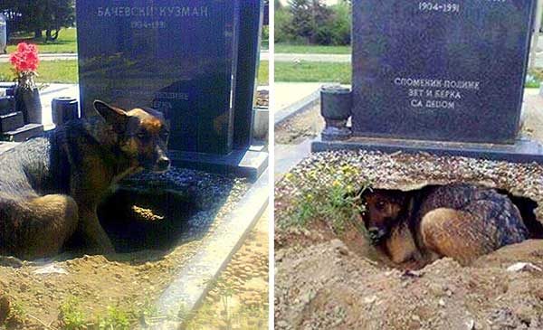 dog-unearthed-a-massive-hole-below-a-gravestone,-but-it-wasn’t-for-any-deceased-owner